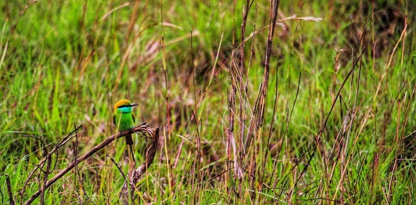 Bird watching in Nepal Himalayas