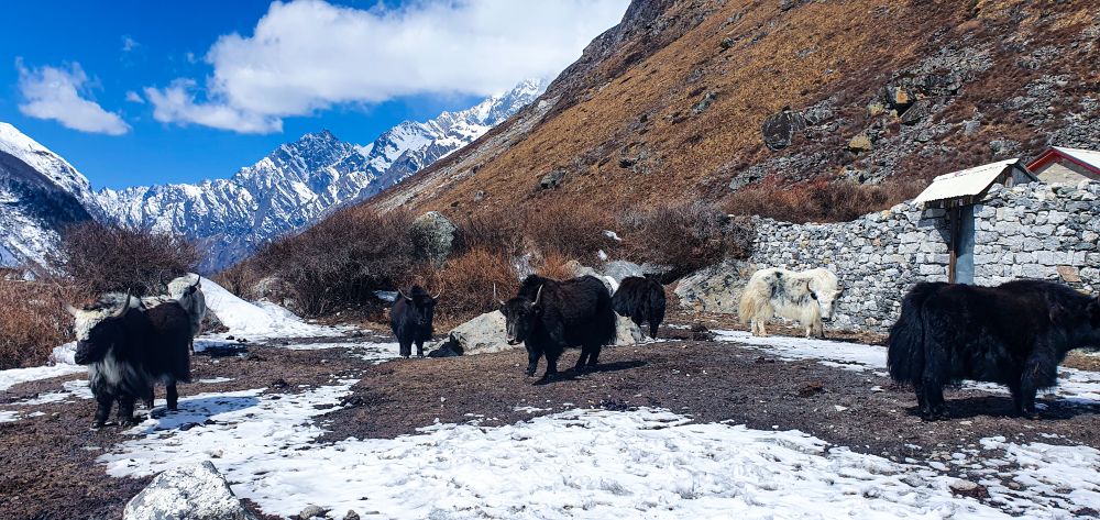 Langtang Valley trekking trail in Nepal