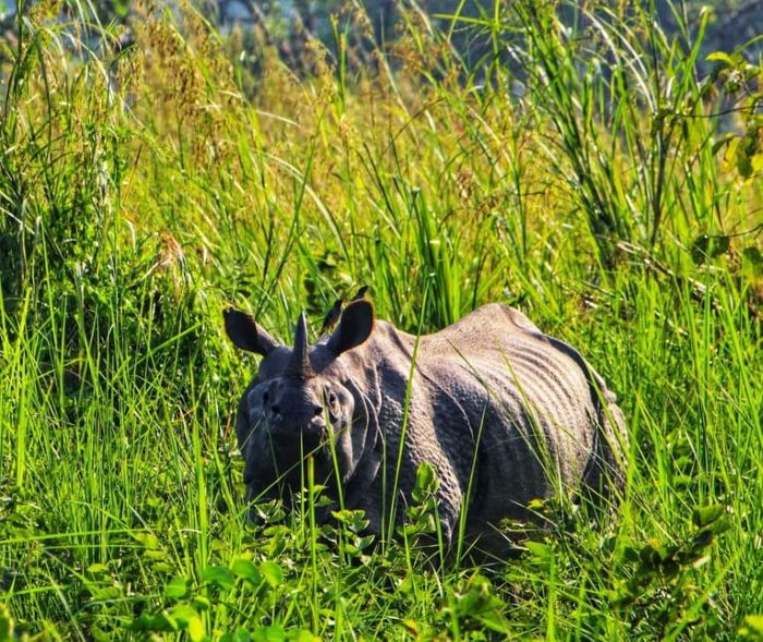 rhino spotting in chitwan